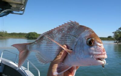 Coastal Sport Fishing Safaris